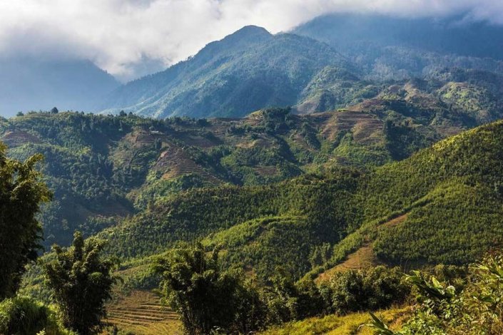 Vietnam promueve la protección y el desarrollo&nbsp;forestal